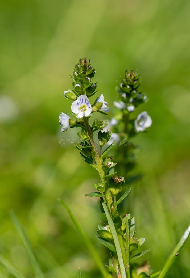 Thymeleaf Speedwell (veronica Serpyllifolia) Flower Stock Photo Image