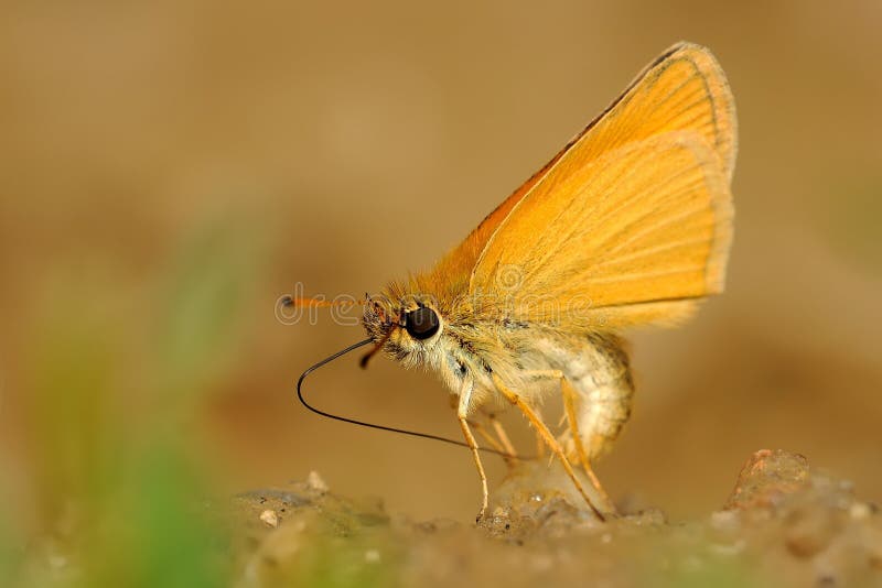 Thymelicus-lineola - Schmetterling stockfotografie Thymelicus-lineola - Schmetterling stockfotografie