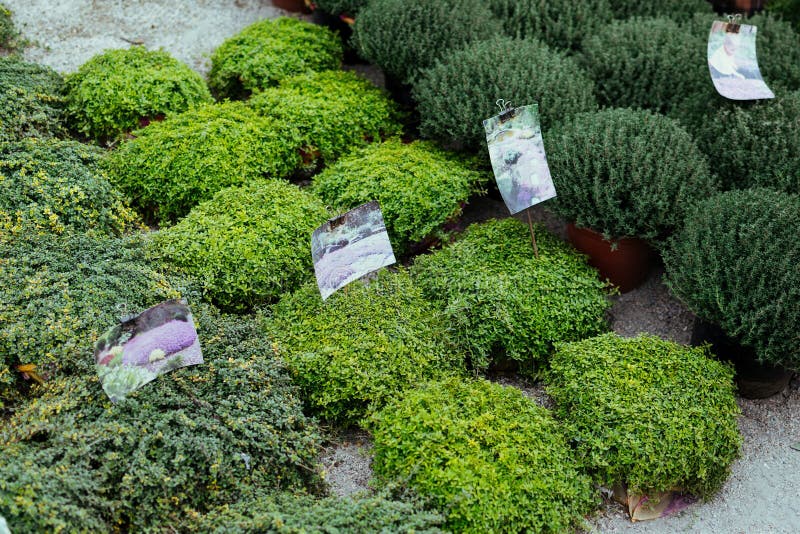 Thymus serpyllum, Breckland wild or elfin thyme in flower market. Creeping Thyme Garden, pot, common, lemon, vulgaris, alternative, bed, close-up, cultivated, eating, evergreen, foliage, formal, health, healthcare, healthy, herb, herbal, horizontal, lamiaceae, lamiales, leaf, lifestyle, lush, macro, medicine, mediterranean, nature, organic, photography, plant, seasoning, selective, soft, spice, summer, variegated, vitamin. Thymus serpyllum, Breckland wild or elfin thyme in flower market. Creeping Thyme Garden, pot, common, lemon, vulgaris, alternative, bed, close-up, cultivated, eating, evergreen, foliage, formal, health, healthcare, healthy, herb, herbal, horizontal, lamiaceae, lamiales, leaf, lifestyle, lush, macro, medicine, mediterranean, nature, organic, photography, plant, seasoning, selective, soft, spice, summer, variegated, vitamin