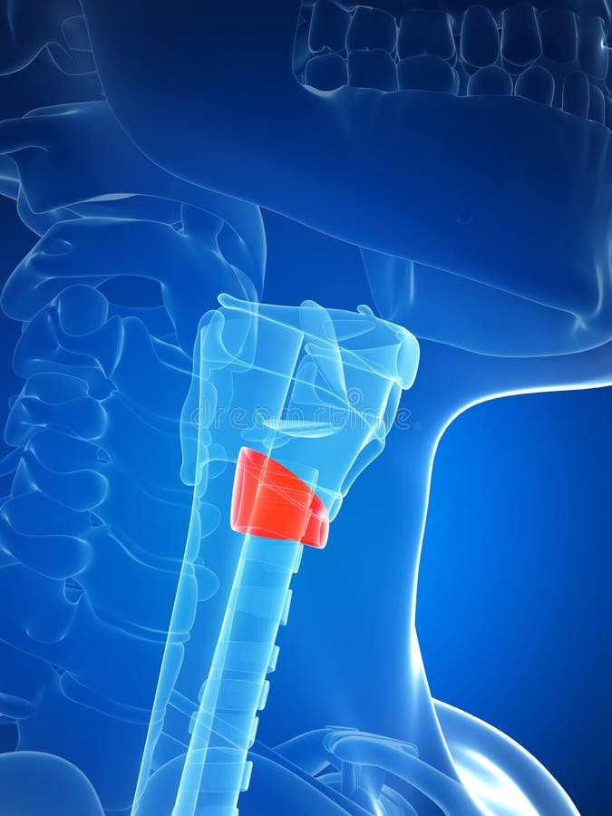 Thyroid anatomy stock illustration. Illustration of apple - 30726521