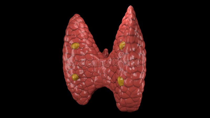 Thyroid gland organ rotating in seamless loop