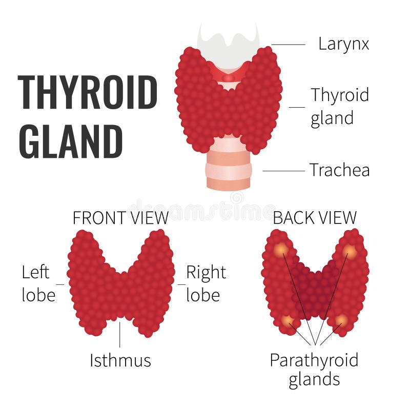 Thyroid gland structure stock illustration Thyroid gland structure stock illustration
