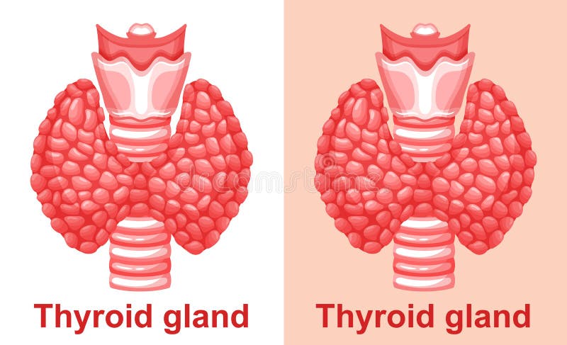 Thyroid Gland Trachea Anatomy Parathyroid Human Organ Endocrine