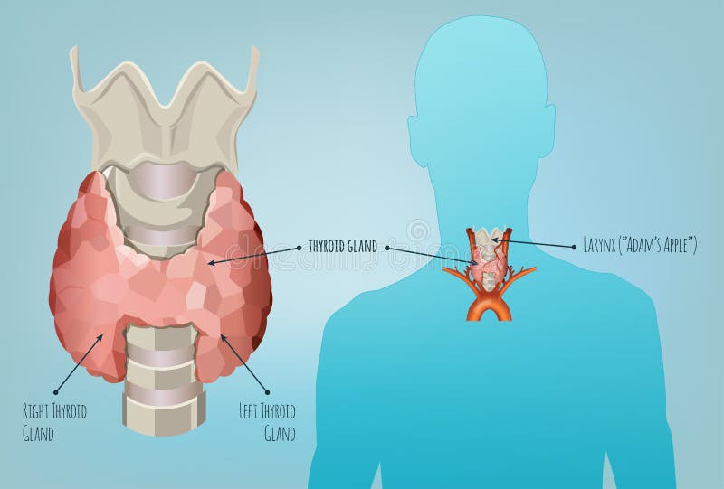 Glándula tiroides glándula ilustraciones.