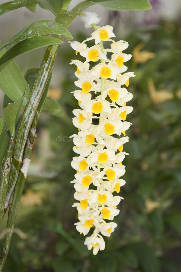 L'orchidea Di Specie (fiore Di Gigantea Di Rhynchostylis) Fotografia Stock - Immagine di fiore ...