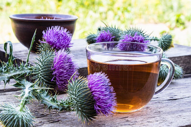 Thé avec un chardon et des fleurs d'une plante médicinale de chardon sur un fond en bois Fleur rose de chardon de chardon Th? de photo stock Thé avec un chardon et des fleurs d'une plante médicinale de chardon sur un fond en bois Fleur rose de chardon de chardon Th? de photo stock