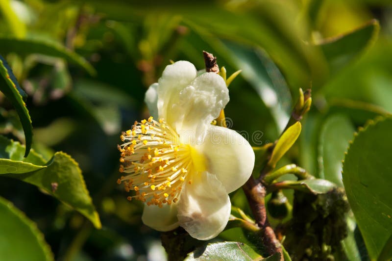 Thé de fleur photographie stock Thé de fleur photographie stock