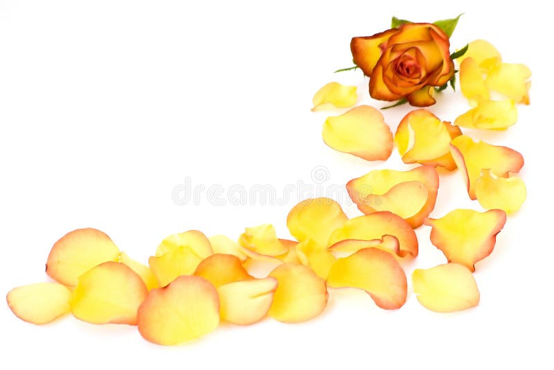 thé rose photographie stock libre de droits thé rose photographie stock libre de droits