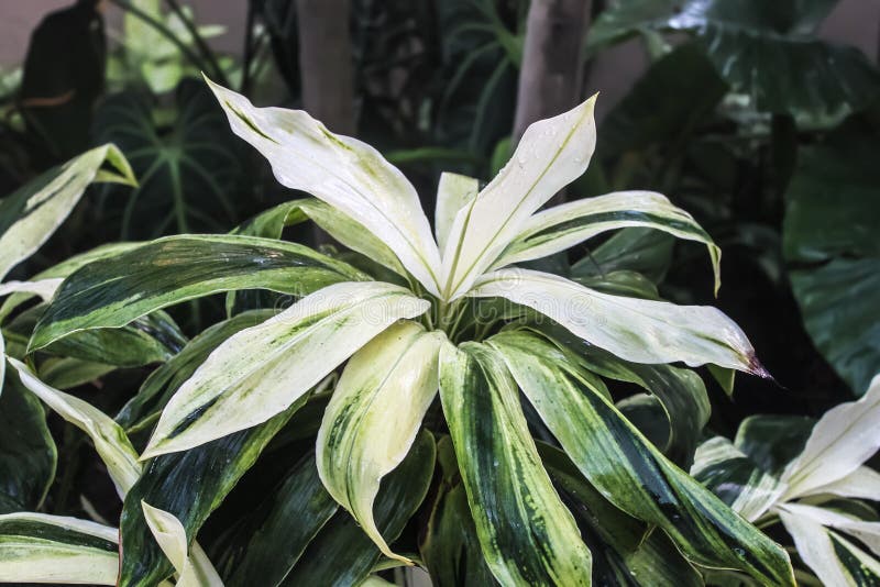 Ti or Cordyline fruticosa tropical rainforest plant with green and white variegated leaves-closeup against a dark blurred tropical