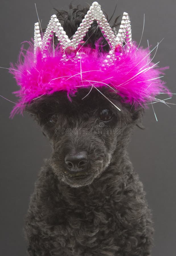 Dog wearing tiara stock photo. Image of bull, funny, bulldog 6958874