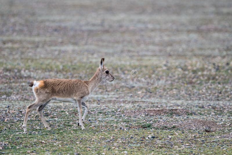 Tibetan gazelle closeup on plateau meadow, qinghai province, China. Tibetan gazelle closeup on plateau meadow, qinghai province, China