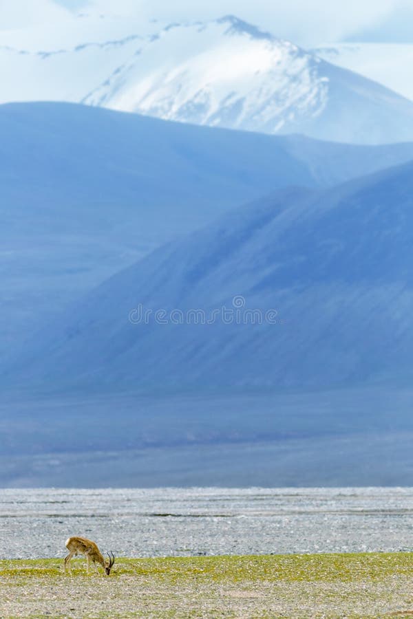 Tibetan gazelle on plateau, qinghai environment landscape. Tibetan gazelle on plateau, qinghai environment landscape