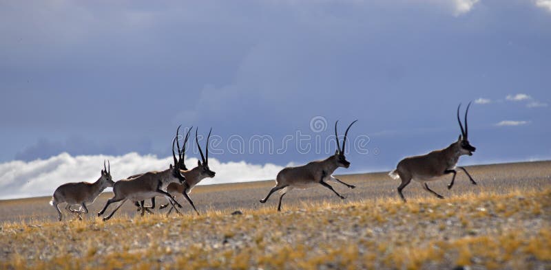 Tibetan antilope stock foto. Image of dieren, antilope - 14034584