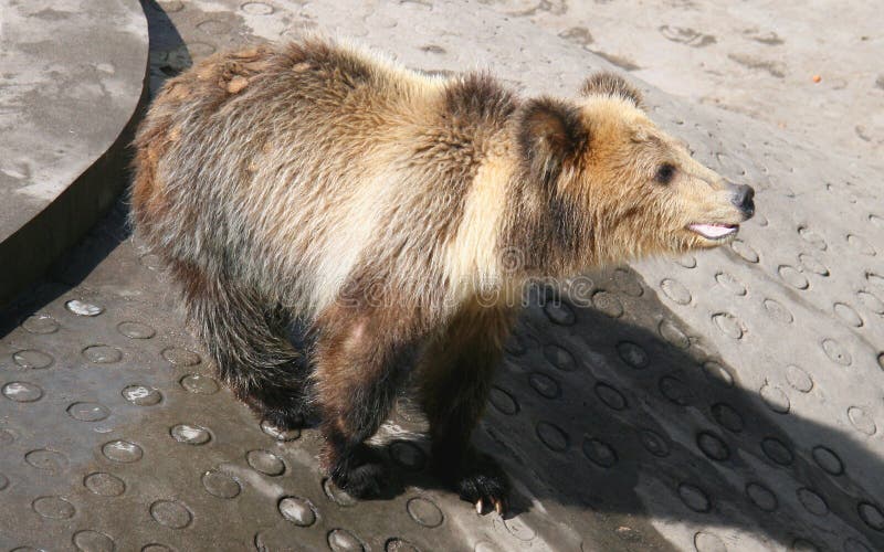 Tibetan Blue Bear or Horse Bear Stock Image - Image of nature, grizzly