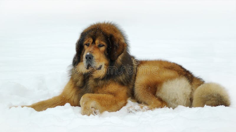 Tibetská doga, ležící na sněhu.