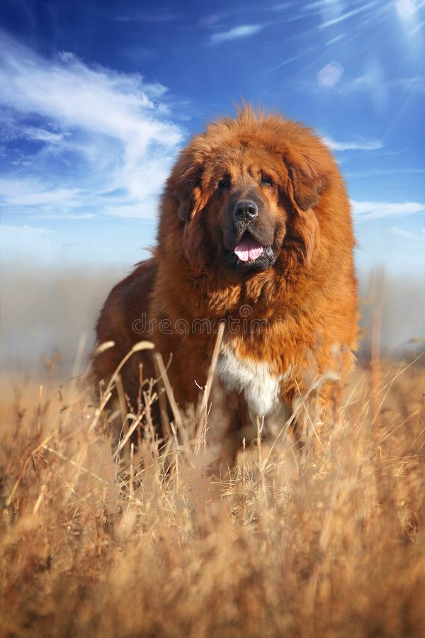 Download Tibetan Mastiff stock image. Image of domestic, terapy - 8378033