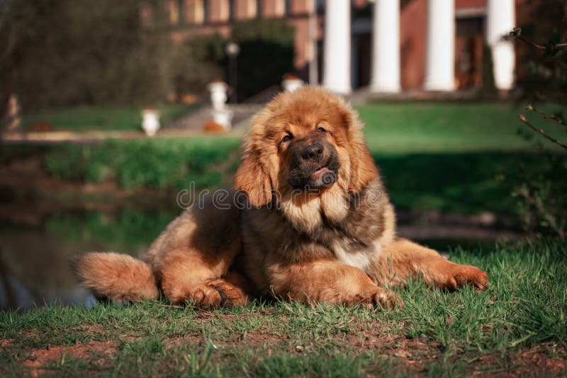 Tibetský Mastiff šteňa psa v letný deň.