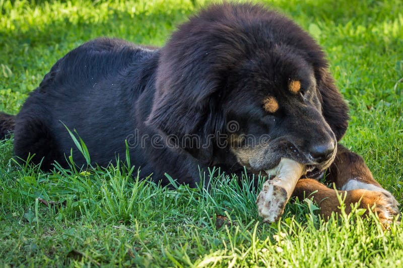 The Tibetan Mastiff puppy.