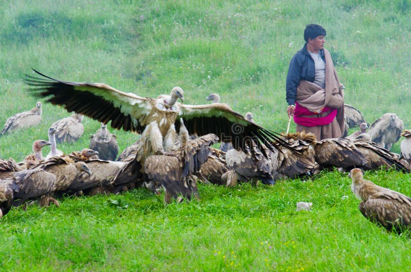 Tibetan sky burial editorial photo. Image of eagle, china 