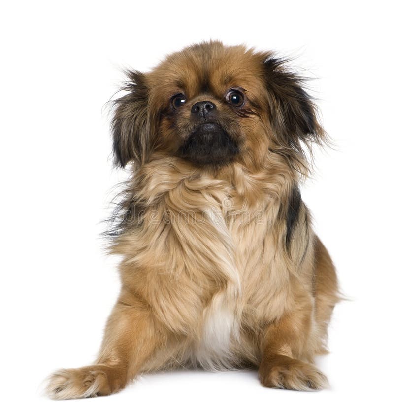 Tibetan Spaniel Umbrella - Tan Tibetan Spaniel Umbrella - Tan