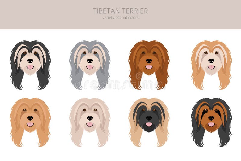 Tibetan Terrier Clipart. Different Poses, Coat Colors Set Stock Vector Illustration of animal