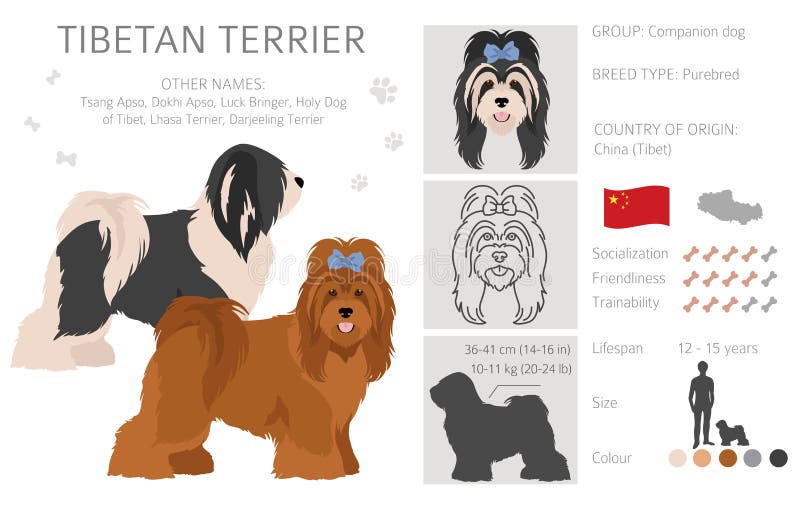 Tibetan Terrier Clipart. Different Poses, Coat Colors Set Stock Vector Illustration of bichon