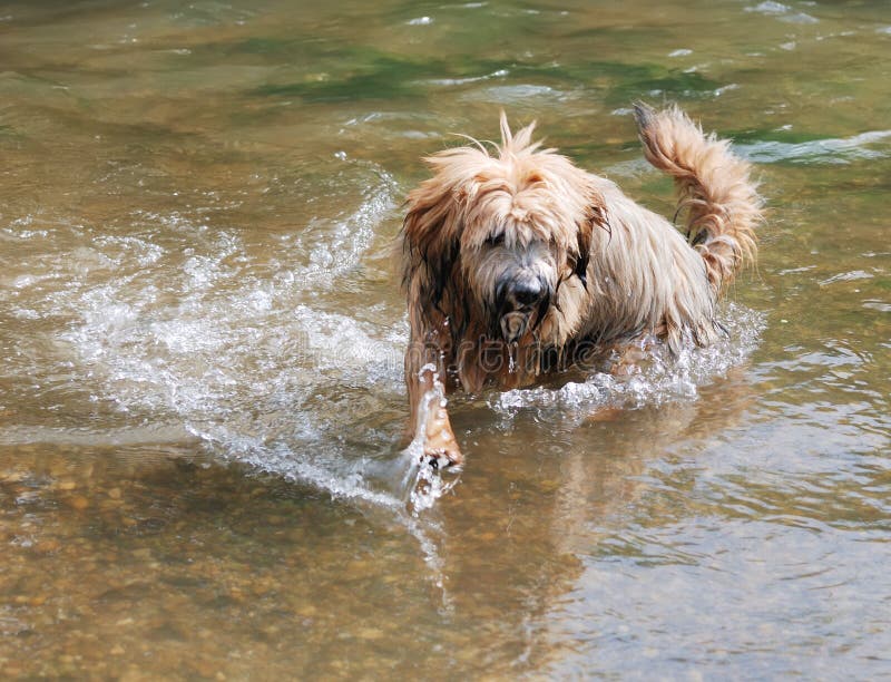 Can Tibetan Terriers Swim