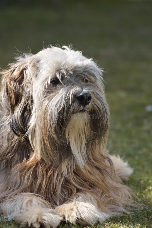 Tibetan Terrier Dog stock image. Image of tibetan, cute 32087839