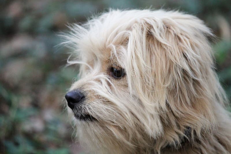 Tibetan Spaniel puppy stock photo. Image of breed, animal 5851480