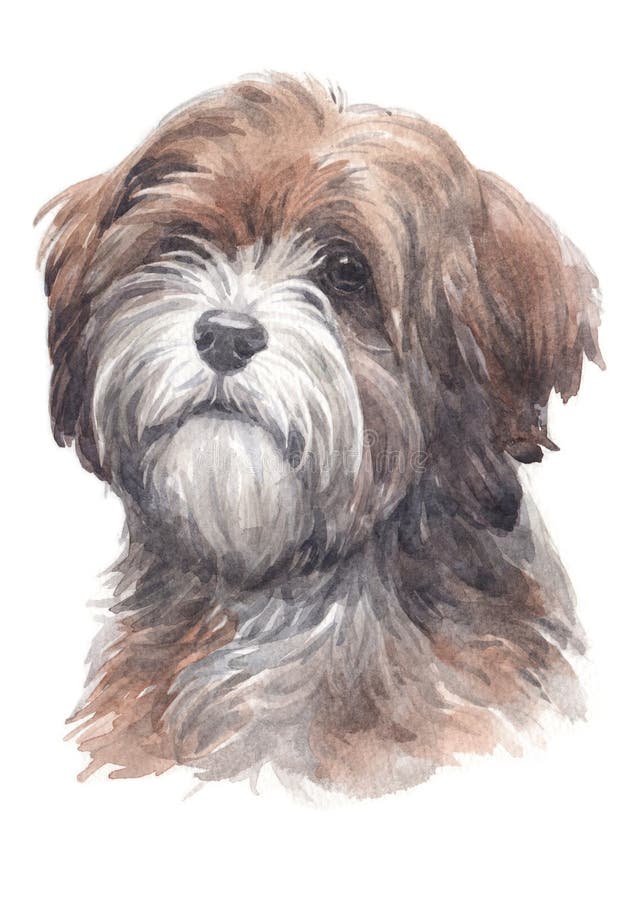 Dog painting, long-haired Tibetan breed terrier 021