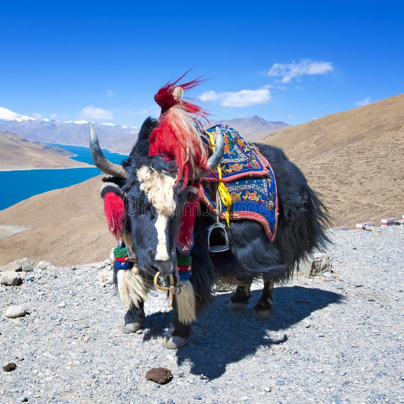 Yak stock image. Image of asia, lakes, lake, closest - 27174647