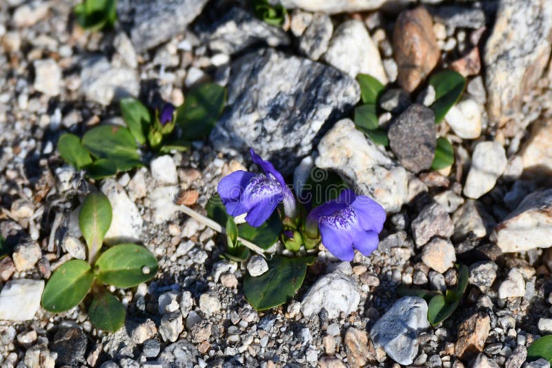 Θιβετιανή γλώσσα Lancea tibetica το καλοκαίρι