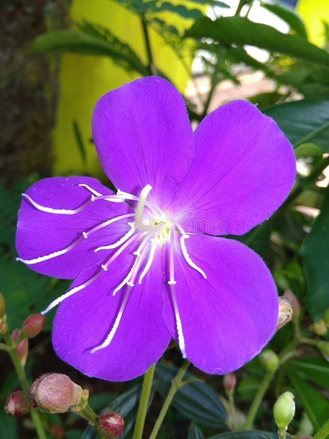 Tibouchina Blue Moon with Water Drops. Stock Image - Image of drop