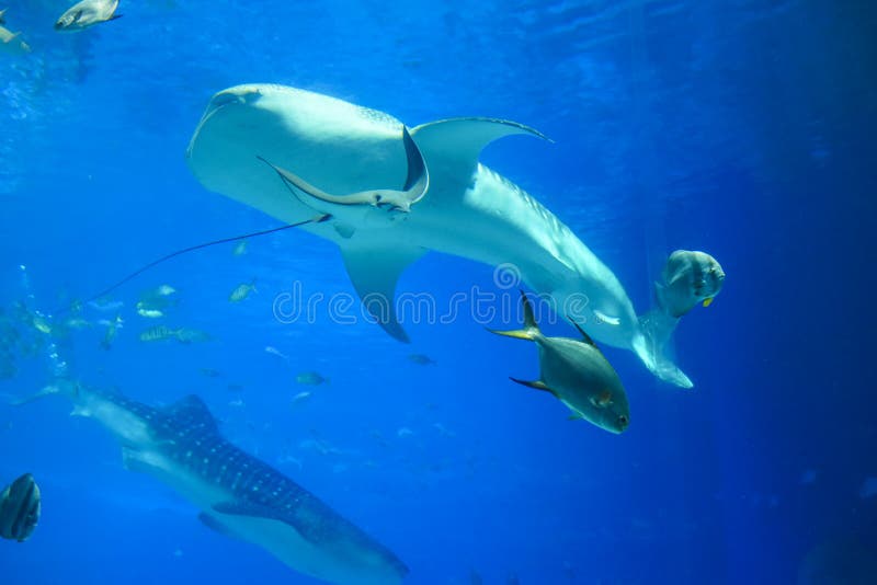 Tiburones de ballena en acuario