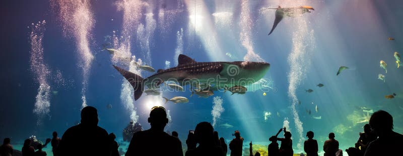 Tiburones de ballena y muchas clases de natación de los pescados en acuario foto de archivo Tiburones de ballena y muchas clases de natación de los pescados en acuario foto de archivo