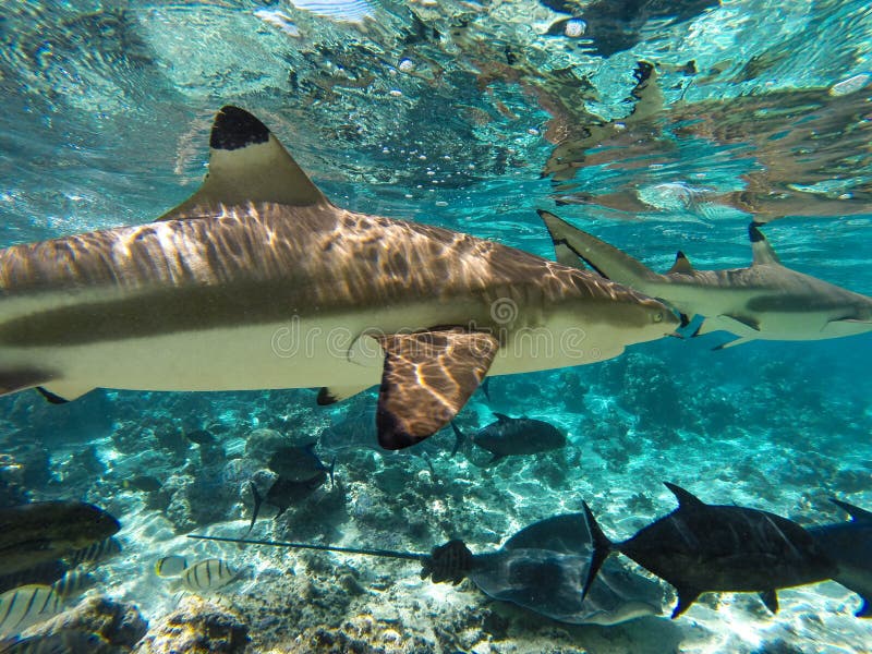 Tiburones y criaturas subacuáticos del mar en Moorea Tahití