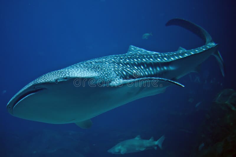 Tiburón de ballena
