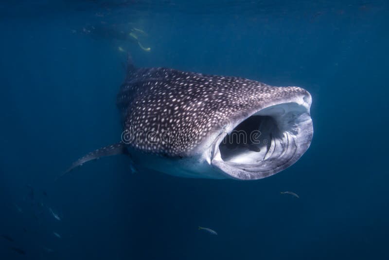 Tiburón de ballena en el filón de Ningaloo, Australia