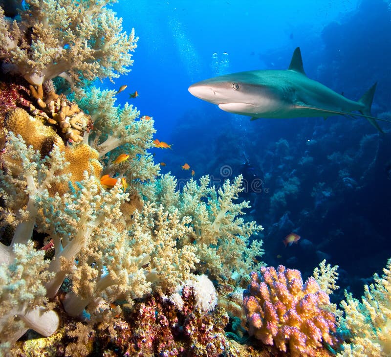 Tiburón del Caribe del filón Tiburón del Caribe del filón