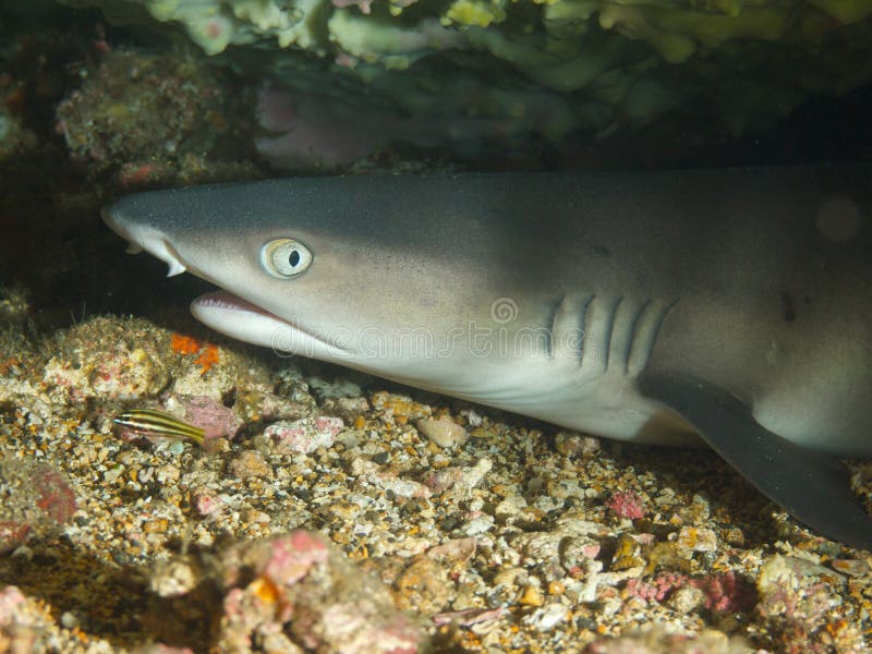 Tiburón joven del filón del whitetip que descansa bajo coral 01 de la tabla imágenes de archivo libres de regalías Tiburón joven del filón del whitetip que descansa bajo coral 01 de la tabla imágenes de archivo libres de regalías