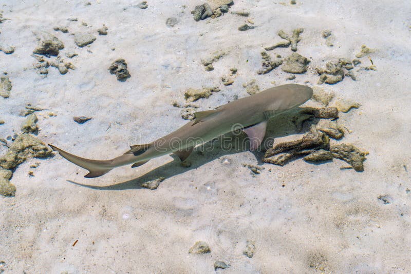 Tiburón joven del filón en el Océano Índico foto de archivo libre de regalías Tiburón joven del filón en el Océano Índico foto de archivo libre de regalías