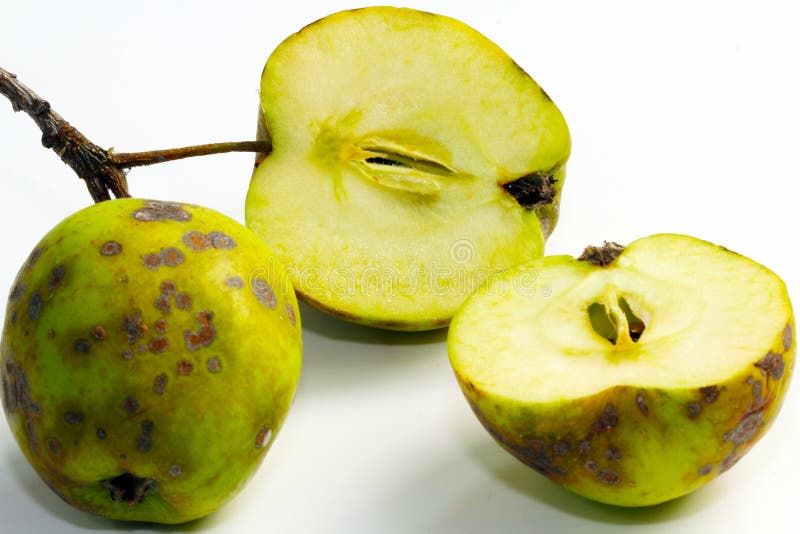 Ticchiolatura del melo, malattia della frutta fotografie stock Ticchiolatura del melo, malattia della frutta fotografie stock
