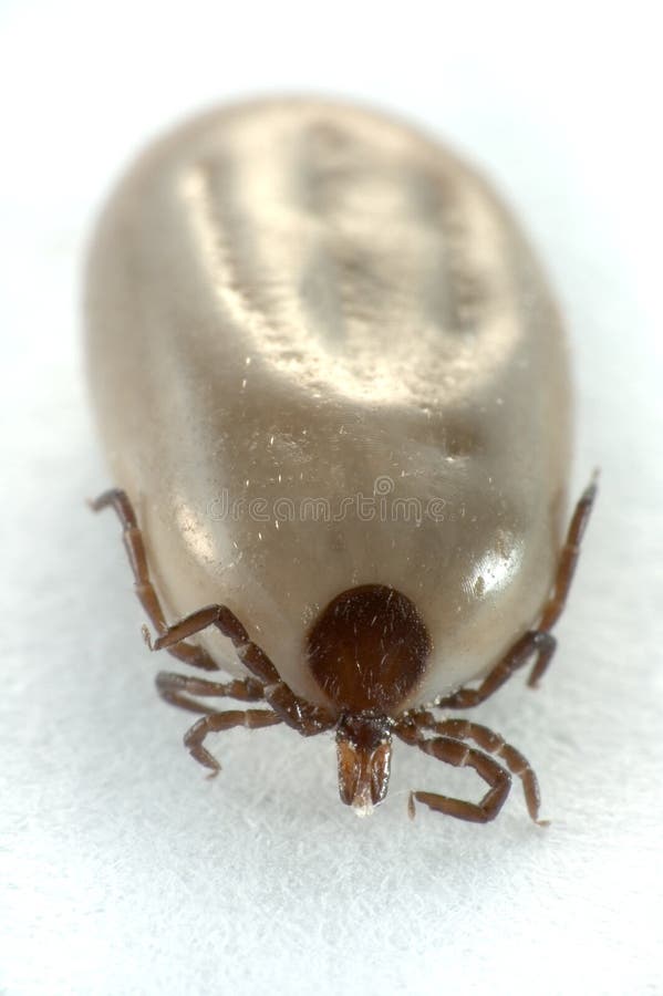 Ticks Tick 1 Image 2 of 2 - Ixodes - BugGuide.Net