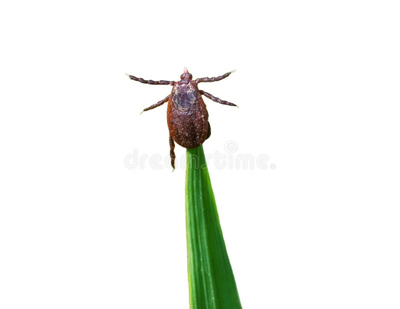 Tick brown sits on green blade of grass stalk isolated on white background