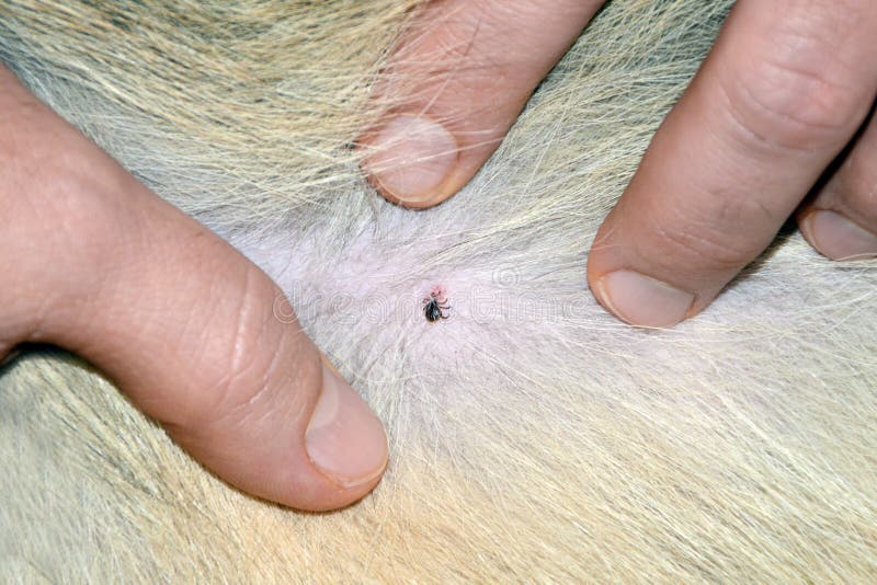 Tick attached to Dog stock photo. Image of lyme, human 34559920