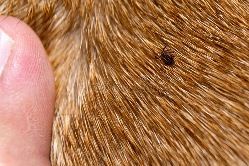 Tick On A Dog Stock Photo Image Of Nature Medical 138177912