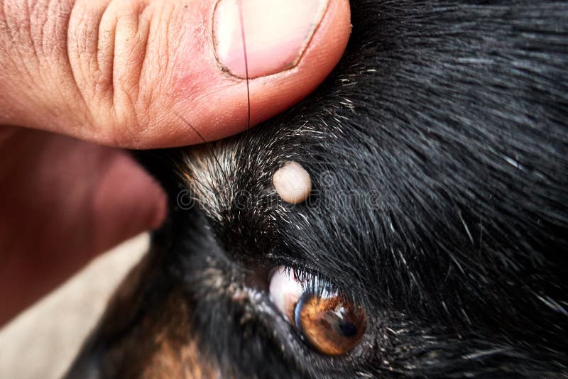 Tick on the dog`s head near the eye