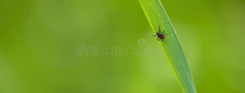 Tick Ixodes ricinus waiting for its victim on a grass blade - parasite potentionally carrying dangerous diseases. Tick Ixodes ricinus waiting for its victim on a grass blade - parasite potentionally carrying dangerous diseases