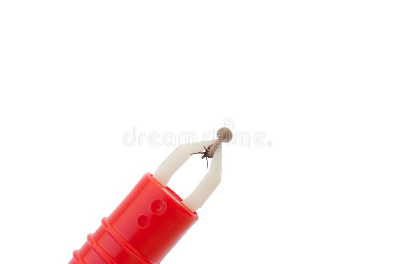Tick in a tick pliers on white background. Tick in a tick pliers on white background