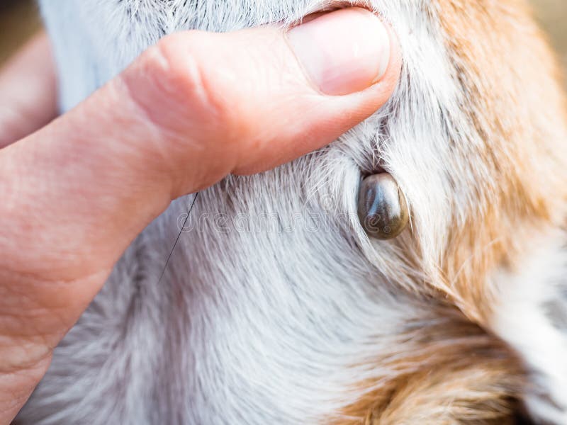 Tick sucks blood in dogs. Ixodes persulcatus. Mite stuck to a little dog. The tick engorged with blood. Danger to the stock photo Tick sucks blood in dogs. Ixodes persulcatus. Mite stuck to a little dog. The tick engorged with blood. Danger to the stock photo